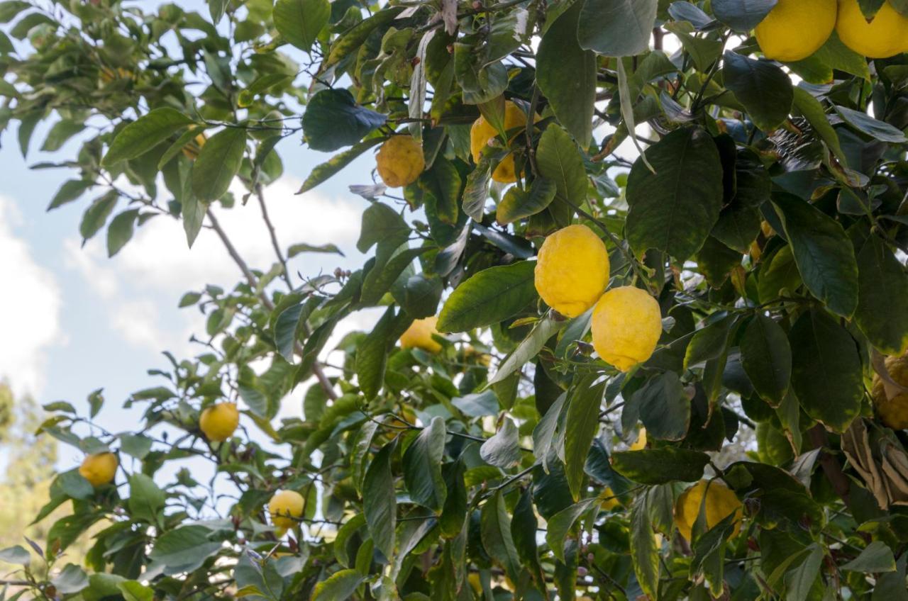 Garden House Palaio Faliro 雅典 外观 照片